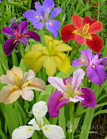 Louisiana Iris Deluxe Mix 