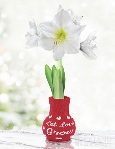 Love Endures Sweater Amaryllis