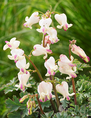 Lovehearts Bleeding Hearts sulphur hearts dicentra, red bleeding heart, reblooming bleeding heart, buy bleeding hearts, bleeding heart lily, dicentra, dicentra candy hearts, how to plant bleeding hearts dicentra, dicentra formosa, fern leaf bleeding heart