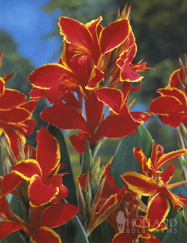 Lucifer Dwarf Canna 