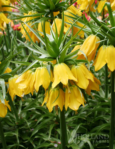 Lutea Yellow Fritillaria 