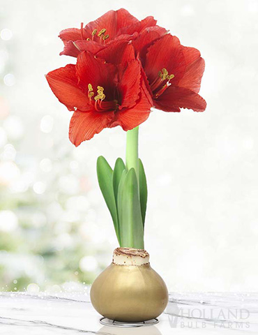 Magic Waxed Amaryllis