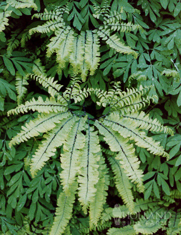 Maidenhair Fern 