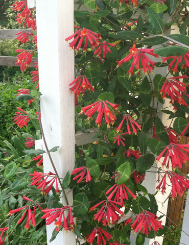 Major Wheeler Honeysuckle Vine