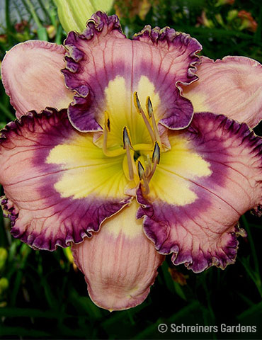 Making Magic Reblooming Daylily 