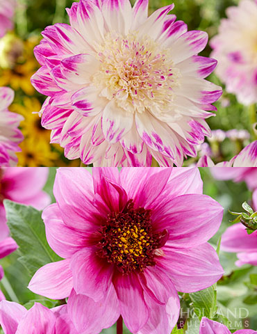 Mango Powder Puff Dahlia Blend 