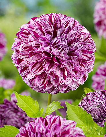 Marble Ball Dahlia 