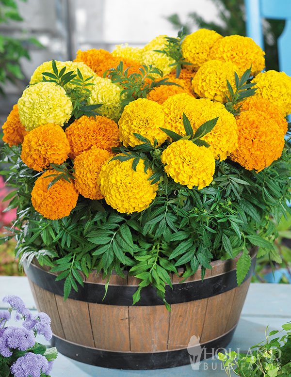 Marigold Taishan® Mix Plant Start 6-Pack