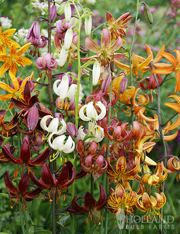 Martagon Hybrid Lily Mix 