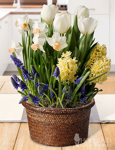 Marvelous Potted Bulb Garden 