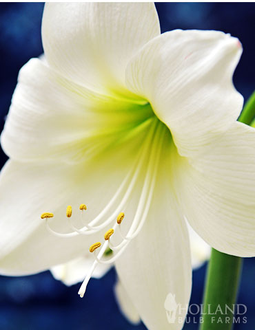 Matterhorn Amaryllis Value Pack white amaryllis, amaryllis bulbs, matterhorn amaryllis, unique amaryllis, deals on flowers, cheap flower bulbs, flower bulbs deals