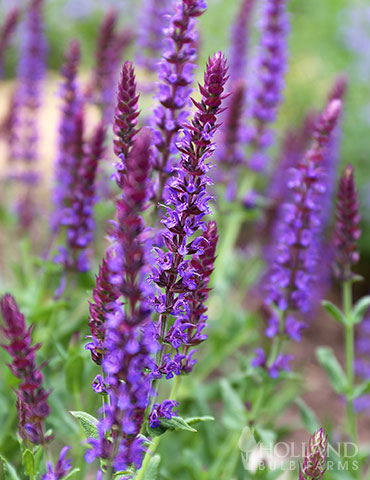 May Night Salvia 