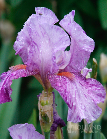 Mean Streak Bearded Iris 