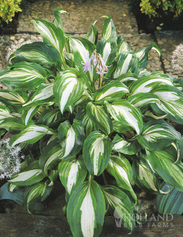 Mediovariegata Hosta 