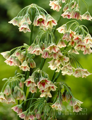 Mediterranean Bells Allium allium bulbs, necrascordum siculum, sicialian honey garlic edible, mountain bells allium