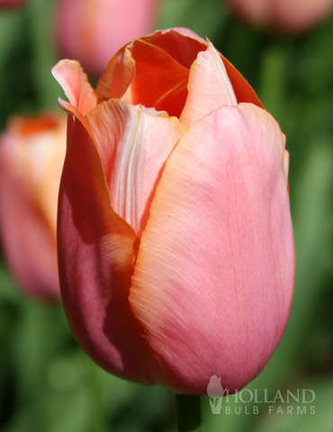 Menton Single Late Tulip