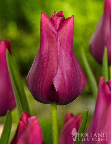 Merlot Lily Flowering Tulip