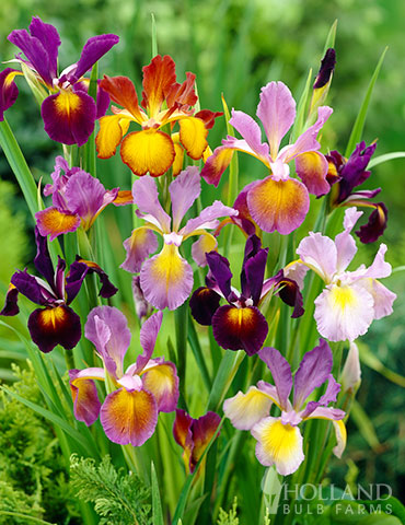 Metallic Dutch Iris Mix