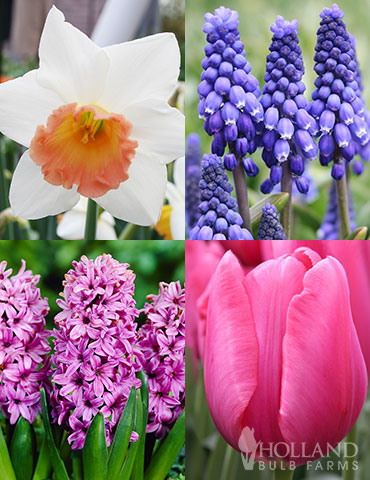 Mid Spring Flowers Garden Kit mid spring blooming flowers, flowers that bloom mid-spring, tulip bulbs for sale, daffodil bulbs for sale, allium for sale, hyacinths for sale, best deals on flower bulbs, best place to buy flower bulbs online