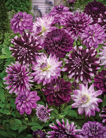 Midnight Party Dahlia Blend 