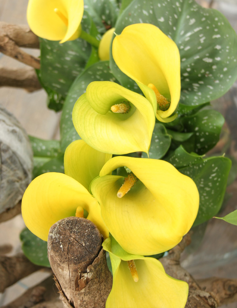 Millennium Queen Calla Lily 