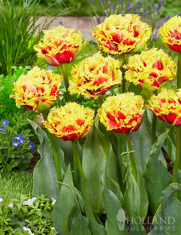 Milwaukee Sunshine Fringed Tulip