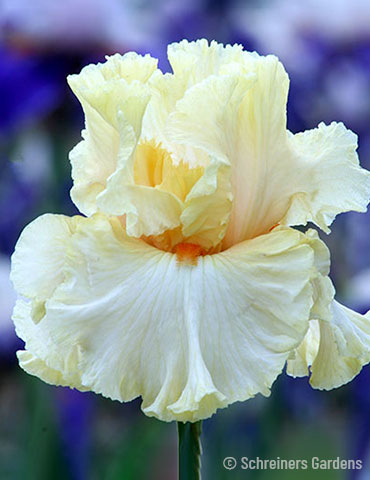 Mimosa Bearded Iris 