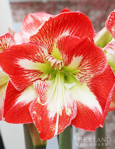 Minerva Amaryllis Value Pack amaryllis bulbs, amaryllis gifts, gardening gifts, rilona amaryllis, queen of night amaryllis, white amaryllis, unqiue amaryllis, hippeastreum