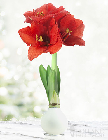 Miracle Waxed Amaryllis