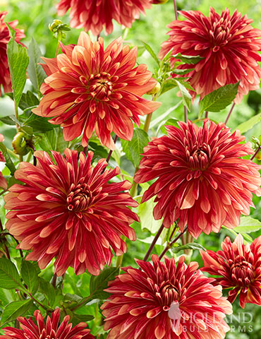 Miss Brandy Dahlia dahlia tubers for sale, pink dahlias, unique dahlias, dahlia tuber suppliers, growing dahlias in pots, dahlia flower season