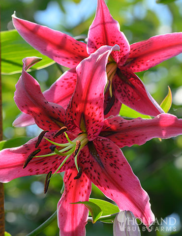 Miss Feya Orienpet Lily miss feya species lily, orienpet lily, orienpet lilies for sale, tree lily flower, starazer lily, large flowering lilies