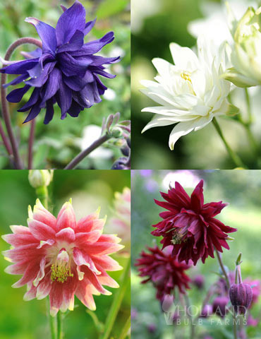 Mixed Barlow Columbine 