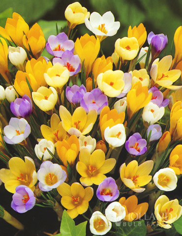 Mixed Botanical Crocus Jumbo Pack 