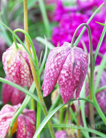 Mixed Checkered Lily Fritillaria 