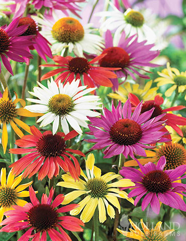 Mixed Coneflower 