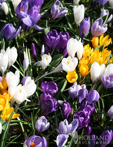 Mixed Crocus Jumbo Pack mixed crocus for sale, crocus in bulk, buy crocus online, bulk bulb sales, 100 crocus bulbs, species crocus, fall crocus bulbs for sale