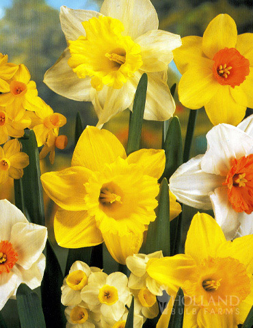 Mixed Daffodil Value Bag (8 bulbs) 