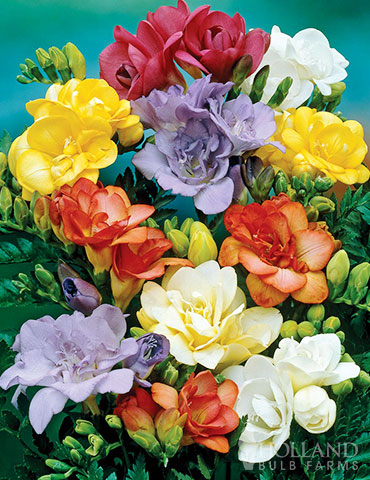 Mixed Double Freesia 