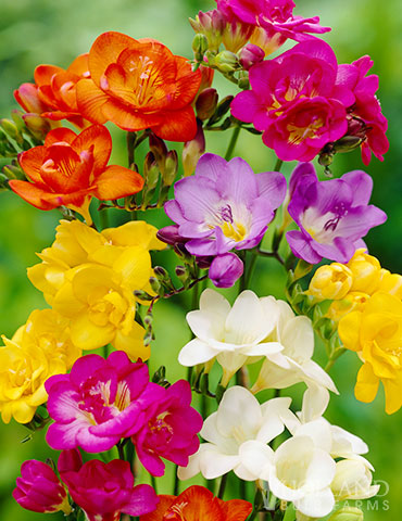 Mixed Freesia Super Pack 