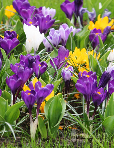 Mixed Giant Crocus Value Bag (40 bulbs) 