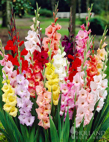 Mixed Gladiolus Grower Special (120 Bulbs) 