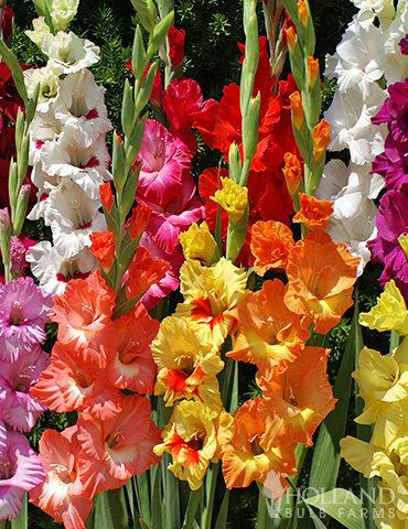 Mixed Gladiolus Super Pack 