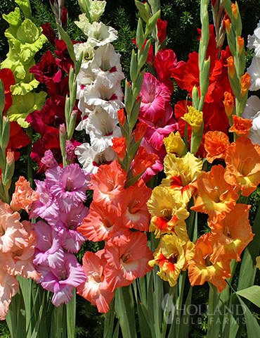 Mixed Gladiolus Value Bag 