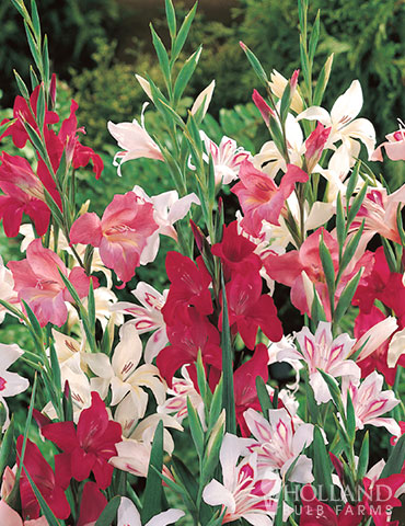 Mixed Hardy Miniature Gladiolus 