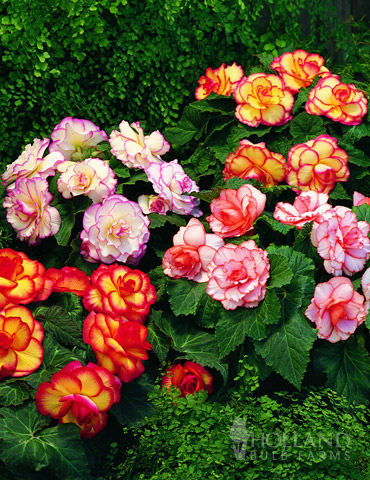 Mixed Picotee Begonias 