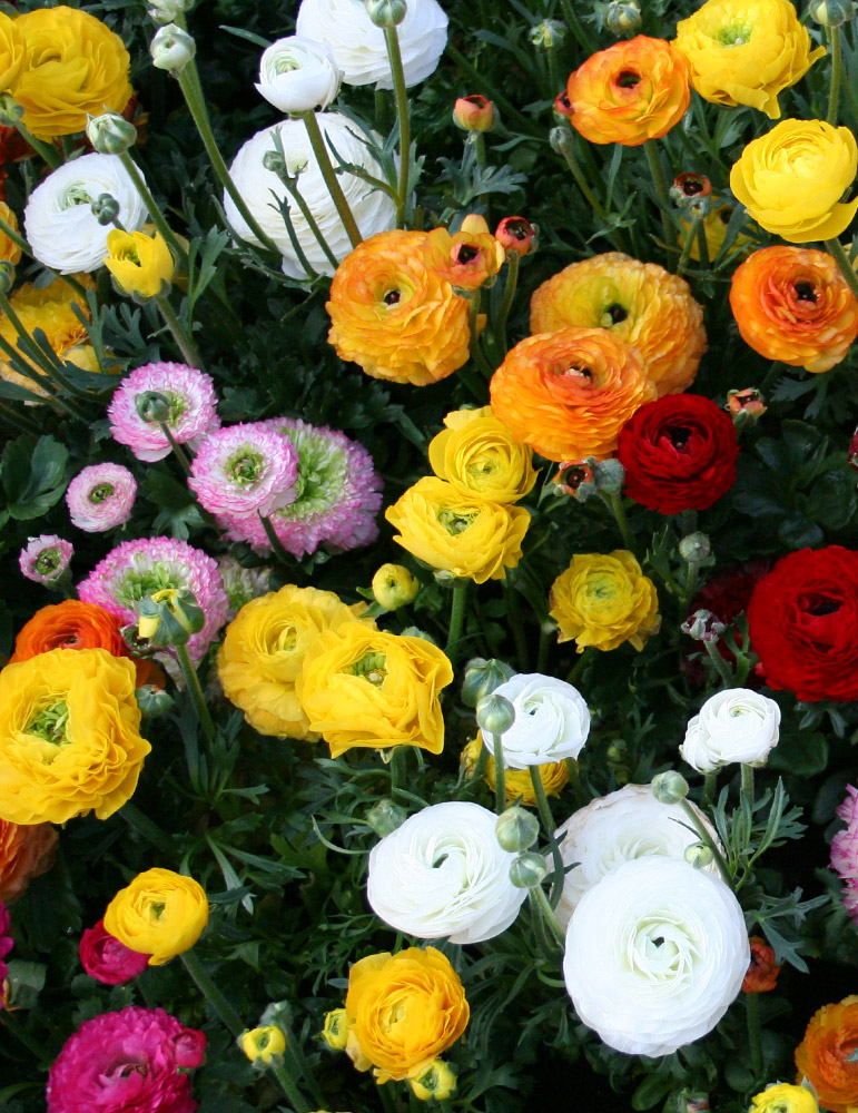 Mixed Ranunculus or Buttercup