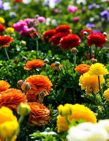 Mixed Tecolote® Ranunculus 