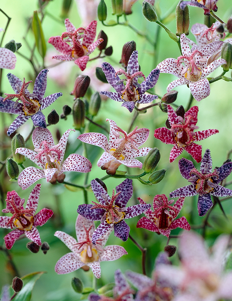 Mixed Toadlily 