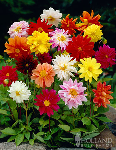 Mixed Unwin Dwarf Dahlias Value Bag 