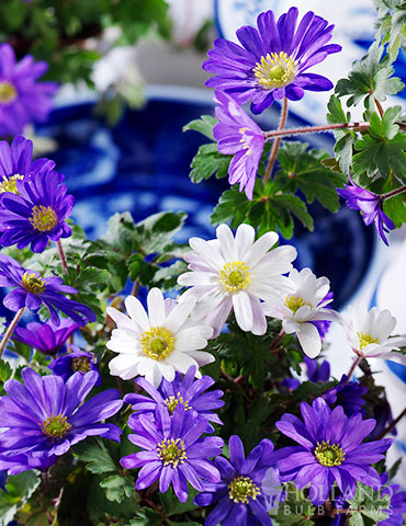 Mixed Windflower 